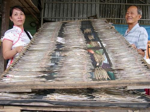 Làng nghề chế biến khô cá biển ở Sông Đốc