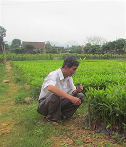 Làm giàu trên đỉnh Trường Sơn