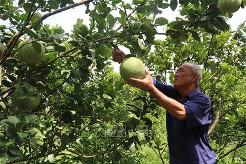 Cựu chiến binh làm kinh tế giỏi, hết lòng vì cộng đồng ở tỉnh Tiền Giang