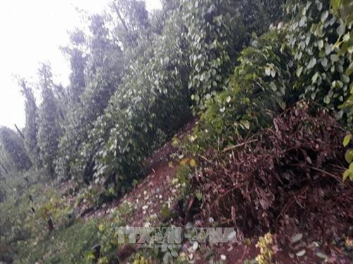 Đắk Nông tập trung khắc phục hậu quả, ổn định sản xuất sau bão số 12