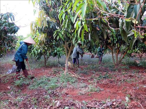 Nông dân Sơn La sản xuất nông sản đáp ứng tiêu chuẩn xuất khẩu