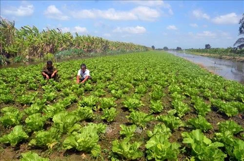 Nông dân U Minh Thượng hướng đến trồng rau bản địa sạch