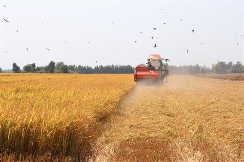 Nhân 45 năm thống nhất đất nước: Vùng sâu Đồng Tháp Mười đi lên đổi mới
