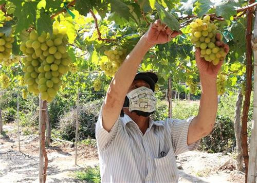 Ninh Thuận tăng cường hỗ trợ nông dân phát triển sản xuất, kinh doanh
