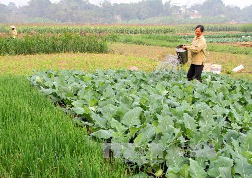 Ứng dụng tiến bộ kỹ thuật trong sản xuất vụ Đông