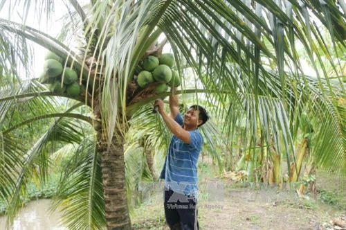 Hướng dẫn canh tác dừa uống nước đạt hiệu quả cao