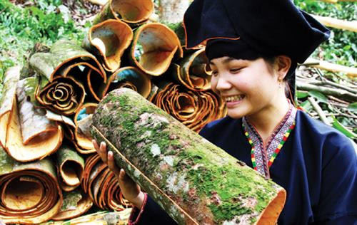 Phát triển giá trị thương hiệu quế Văn Yên