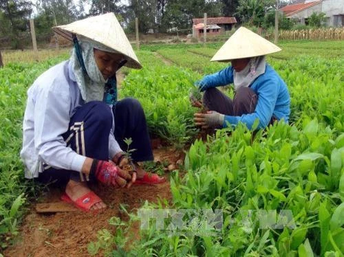 Thừa Thiên - Huế nhân rộng mô hình ươm cây lâm nghiệp bằng túi bầu tự hoại