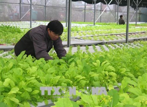 Quảng Trị đầu tư trên 160 tỷ đồng vào nông nghiệp công nghệ cao