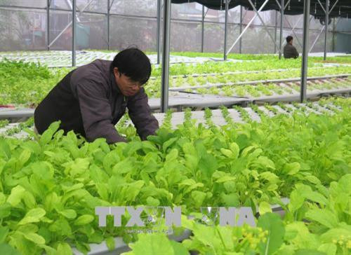 Quảng Trị đầu tư trên 160 tỷ đồng vào nông nghiệp công nghệ cao
