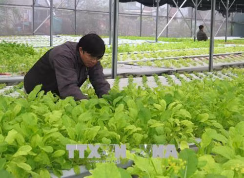 Quảng Trị đầu tư trên 160 tỷ đồng vào nông nghiệp công nghệ cao