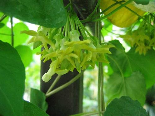 Kỹ thuật trồng cây thiên lý