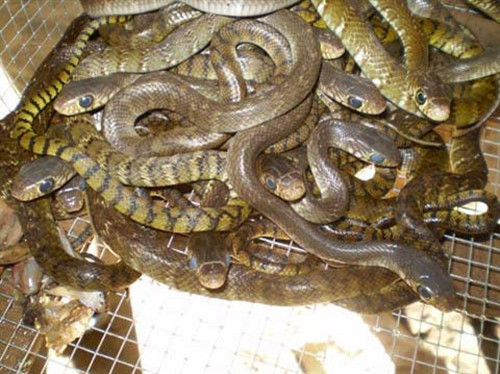 Kỹ thuật nuôi rắn ráo trâu (hổ trâu)