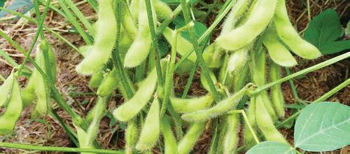 Kỹ thuật trồng đậu nành rau