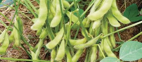 Kỹ thuật trồng đậu nành rau