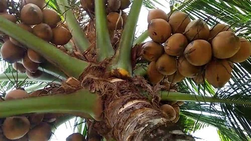 Nông dân Bình Phước chuyển đổi mô hình mới thay thế cây hồ tiêu