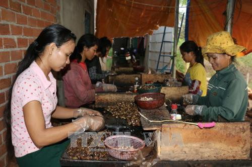 Hạt điều Bình Phước được chứng nhận chỉ dẫn địa lý