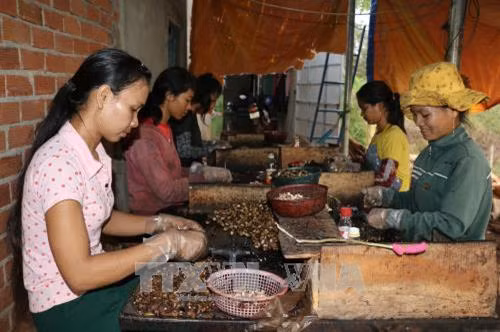 Hạt điều Bình Phước được chứng nhận chỉ dẫn địa lý