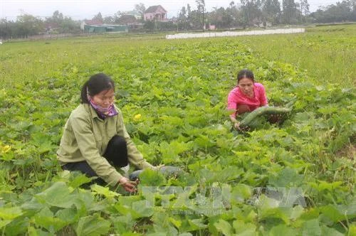 Bệnh khảm lá, chùn ngọn trên các loại dưa và bầu bí