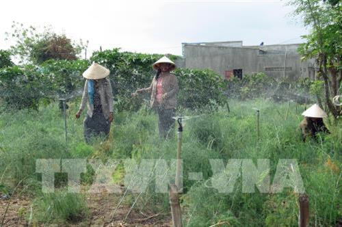 Mô hình tưới nước cho mía giúp lãi tăng gần 11 triệu đồng/ha