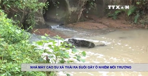 Nhà máy cao su xả thải ra suối gây ô nhiễm nghiêm trọng