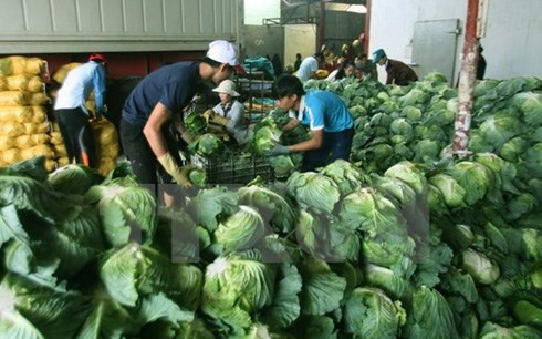 Cần Thơ mở rộng sản xuất và tiêu thụ sản phẩm nông nghiệp sạch