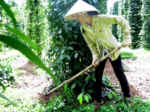 Đồng Nai: Đồng bào dân tộc phát triển trồng hồ tiêu mang lại thu nhập cao