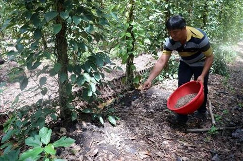 Đưa sản phẩm hồ tiêu hữu cơ vào thị trường châu Âu