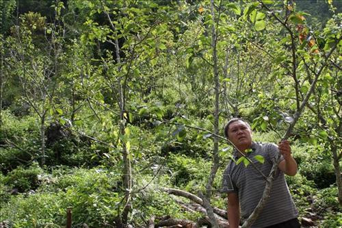 Hà Giang nhân rộng mô hình hợp tác xã kiểu mới gắn với thế mạnh địa phương