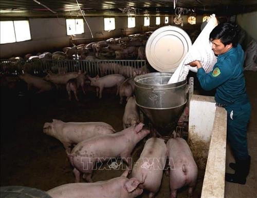 Giải pháp hữu hiệu phòng chống dịch tả lợn châu Phi