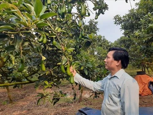 Thu nhập cao từ trồng bơ trái vụ