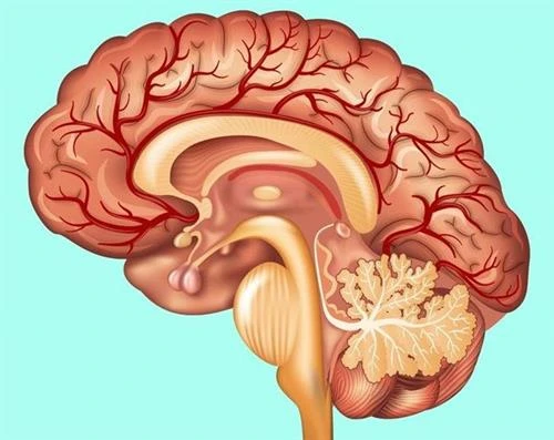 Sự thật thú vị về các cơ quan trong cơ thể 