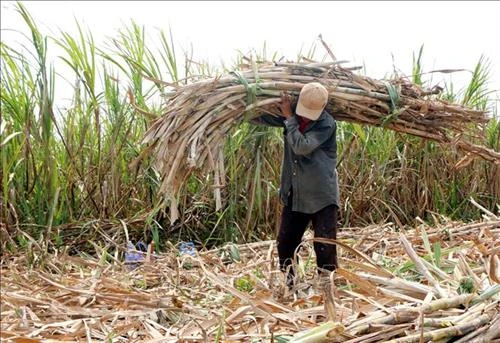 Nông dân Cù Lao Dung Sóc Trăng lao đao vì giá mía thấp kỷ lục