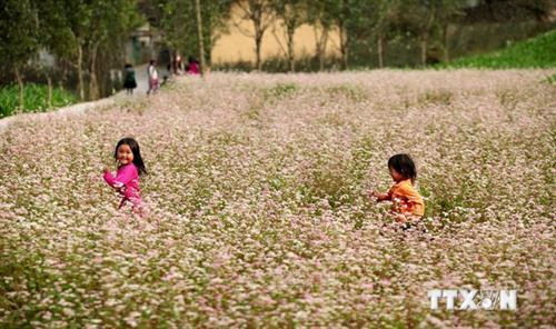 Quản Bạ sẵn sàng cho mùa Lễ hội Hoa Tam giác mạch