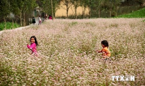 Quản Bạ sẵn sàng cho mùa Lễ hội Hoa Tam giác mạch