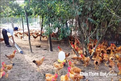 Phát triển mô hình kinh tế trang trại trên cát ở Quảng Điền
