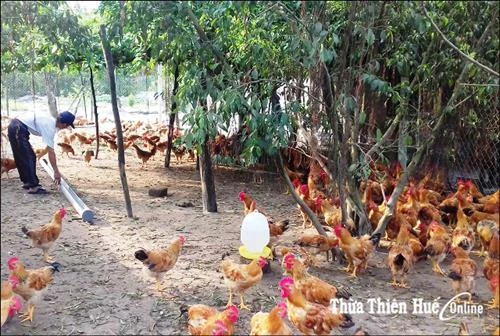 Phát triển mô hình kinh tế trang trại trên cát ở Quảng Điền