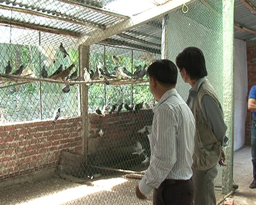 Nuôi bồ câu gà cho thu nhập cao