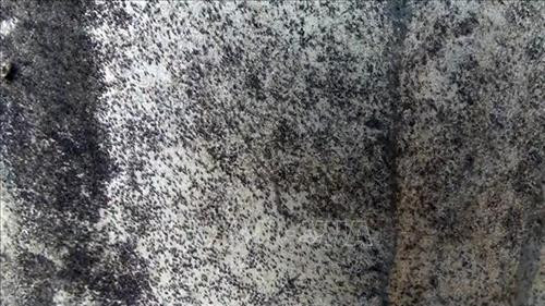 Phú Yên khuyến cáo người dân phòng ngừa, xử lý côn trùng bay vào nhà