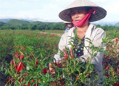 Kỹ thuật trồng ớt
