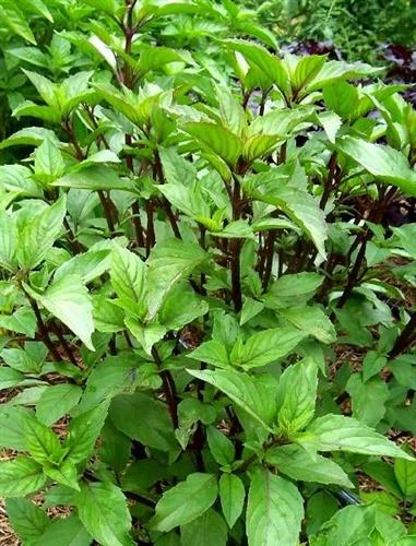 Kỹ thuật trồng và bón phân cho cây rau húng