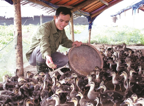 Kinh nghiệm nuôi vịt trời