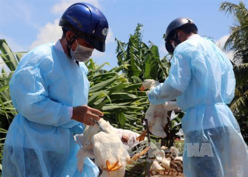 Bệnh cúm gia cầm và biện pháp phòng chống