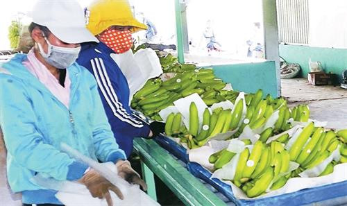 Cà Mau xây dựng vùng chuối nguyên liệu đạt chuẩn VietGAP