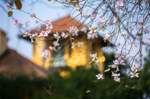 Hoa ban Tây Bắc nở giữa lòng Hà Nội