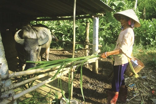 Thoát nghèo từ vốn vay ưu đãi
