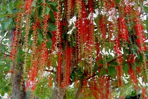 Cây lộc vừng và những tác dụng ít biết