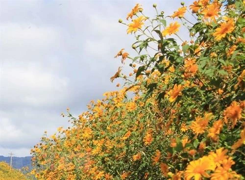Khai mạc Lễ hội Hoa dã quỳ - núi lửa Chư Đăng Ya