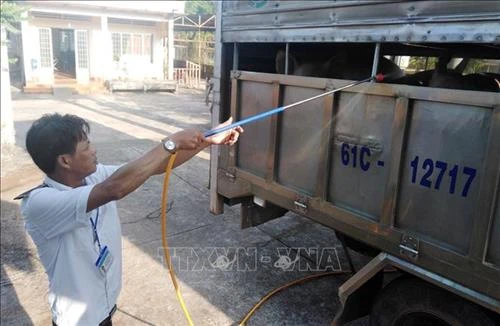 Dịch tả lợn châu Phi: Không đợi đến khi có dịch mới phòng, chống