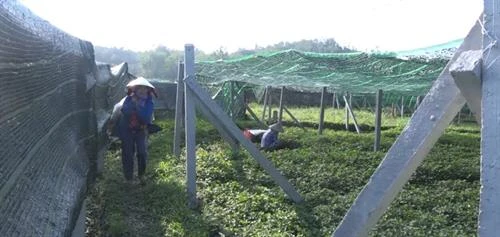 Quảng Ngãi: Trồng diếp cá trên đất lúa kém hiệu quả cho thu nhập cao